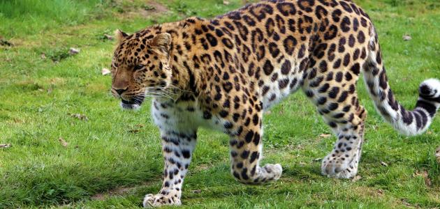 الفهد العربي المنقرض الفهد العربي المنقرض