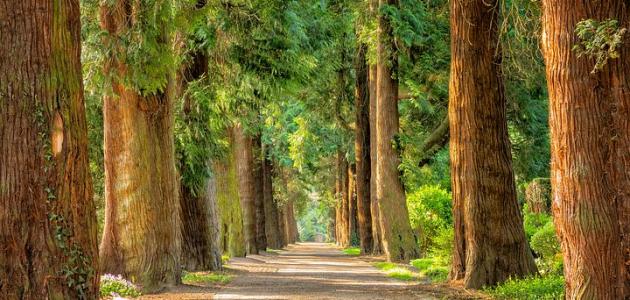 المحافظة على الأشجار المحافظة على الأشجار