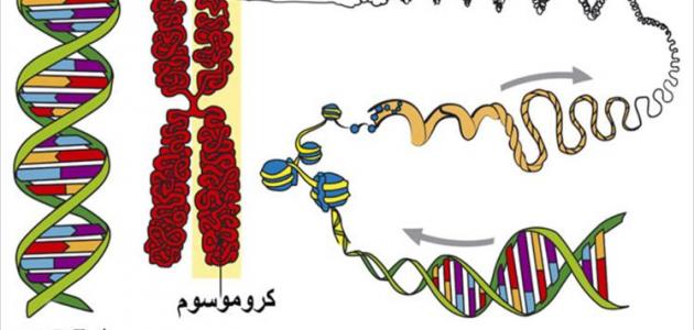 الوراثة والصفات الوراثة والصفات