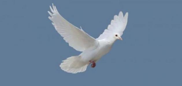 اليوم العالمي للسلام اليوم العالمي للسلام