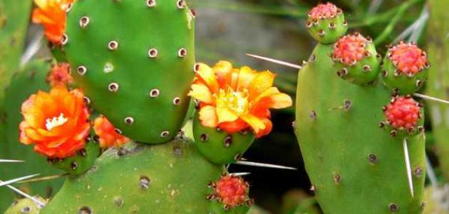 بحث حول النباتات بحث حول النباتات