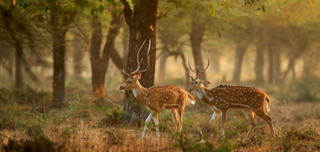 بحث حول تنقل الحيوانات بحث حول تنقل الحيوانات