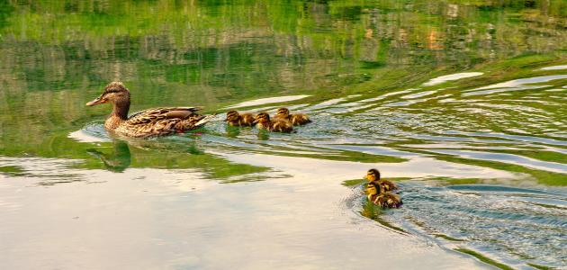 بحث حول نظرية التبعية بحث حول نظرية التبعية