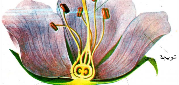 بحث علمي عن النباتات