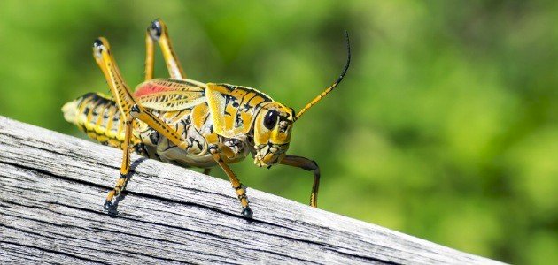 بحث عن الحشرات بحث عن الحشرات
