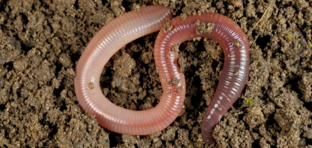 بحث عن الديدان الحلقية بحث عن الديدان الحلقية