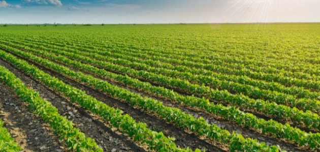 بحث عن الزراعة