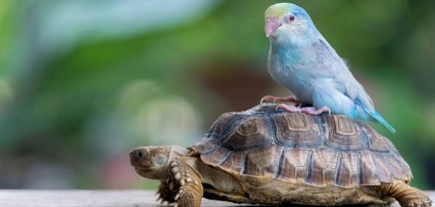 بحث عن الزواحف والطيور