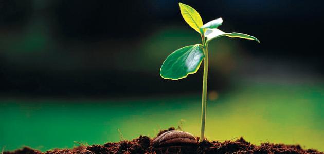 بحث عن النباتات