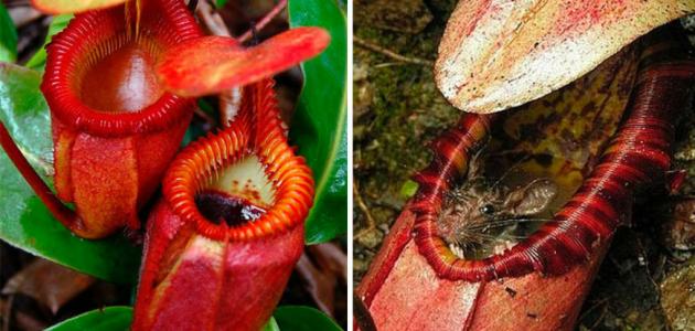 بحث عن النباتات المفترسة