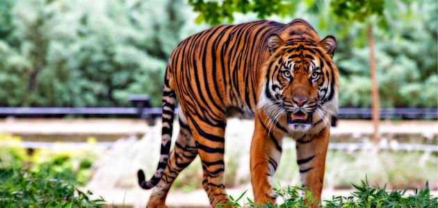 بحث عن تنوع الثدييات بحث عن تنوع الثدييات