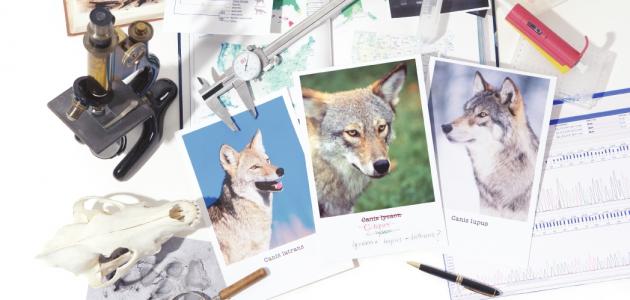 بحث عن جهود العلماء في تصنيف الحيوانات بحث عن جهود العلماء في تصنيف الحيوانات