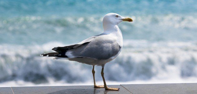 بحث عن طائر النورس