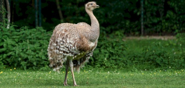 بحث عن طيور لا تطير