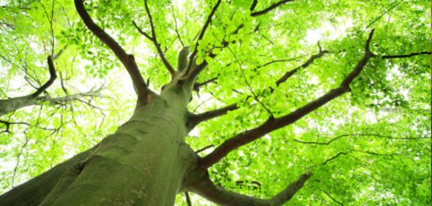 بحث عن علم البيئة بحث عن علم البيئة