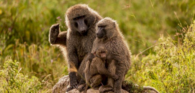 بحث عن قرد البابون بحث عن قرد البابون