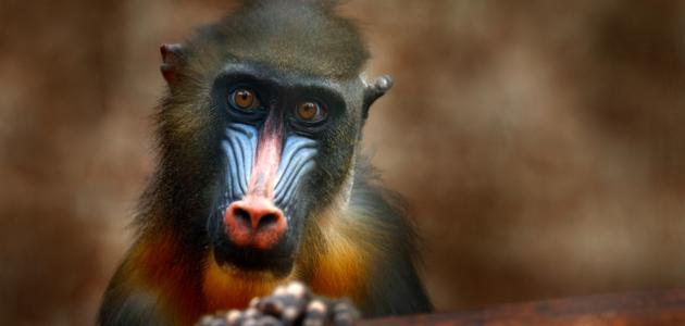 بحث عن قرد الميمون بحث عن قرد الميمون