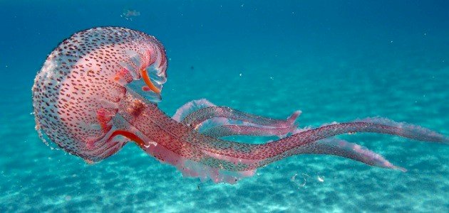 بحث عن قنديل البحر بحث عن قنديل البحر