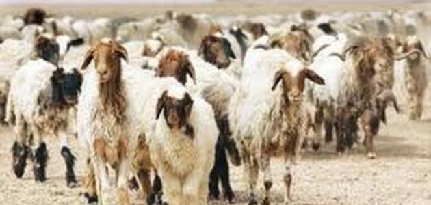 تربية الأغنام و كيفية تحسين إنتاجيتها