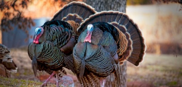 تربية الديك الرومي تربية الديك الرومي