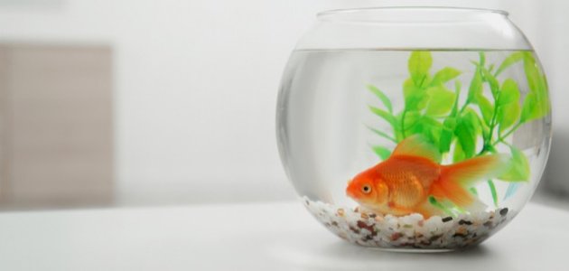 تربية السمك في المنزل تربية السمك في المنزل