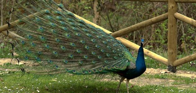 تربية الطاووس في البيت تربية الطاووس في البيت