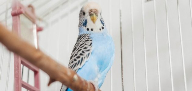 تربية العصافير الأسترالية