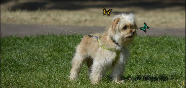 تربية الكلاب الصغيرة