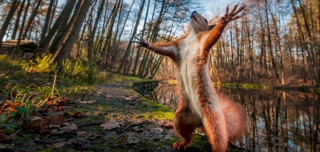 تصرفات غريبة عند الحيوانات تصرفات غريبة عند الحيوانات