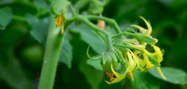 تطور الزهرة إلى ثمرة تطور الزهرة إلى ثمرة