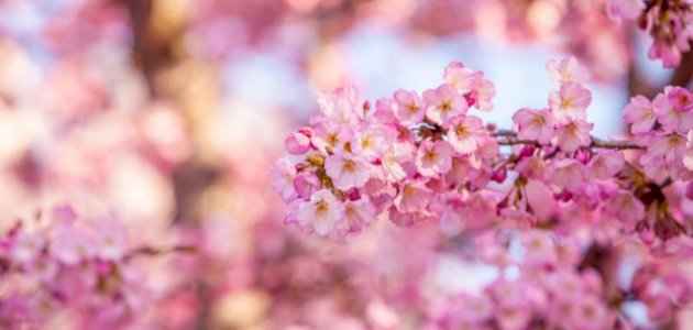 تعبير عن فصل الربيع