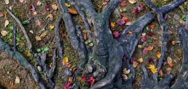 تعريف الأنسجة النباتية تعريف الأنسجة النباتية