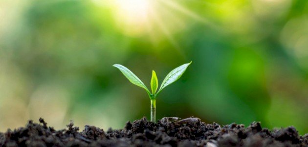 تعريف التركيب الضوئي تعريف التركيب الضوئي