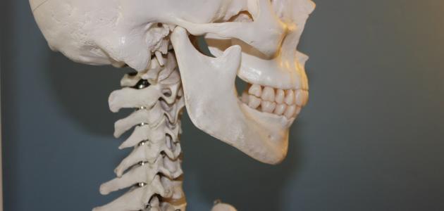 تعريف الجهاز الهيكلي