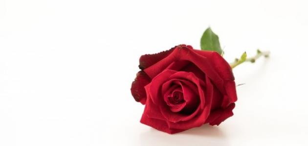 تعريف الحب الصادق تعريف الحب الصادق