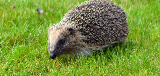 تعريف بحيوان القنفذ تعريف بحيوان القنفذ