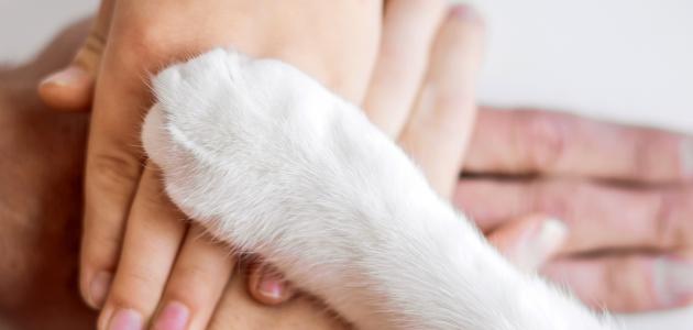 تعريف حقوق الحيوان تعريف حقوق الحيوان