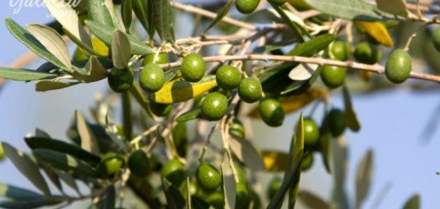 تعريف شجرة الزيتون تعريف شجرة الزيتون