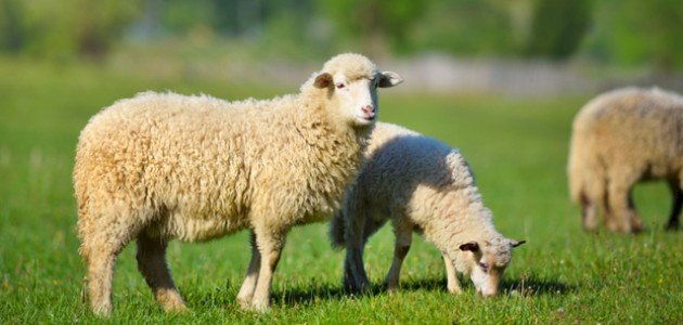 تفسير الخروف في الحلم