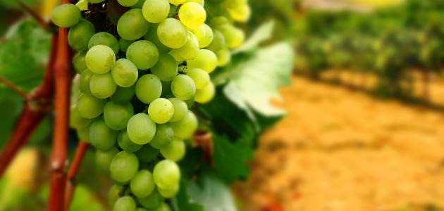 تفسير العنب في الحلم تفسير العنب في الحلم