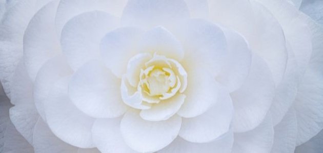 تفسير اللون الأبيض في المنام تفسير اللون الأبيض في المنام