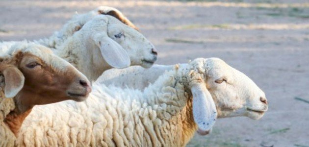 تفسير حلم الميت يعطي ذبيحة تفسير حلم الميت يعطي ذبيحة