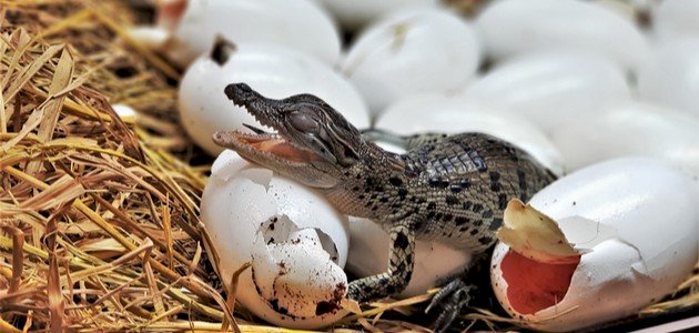 تفسير حلم بيض التمساح تفسير حلم بيض التمساح