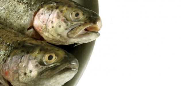 تفسير حلم سمك تفسير حلم سمك