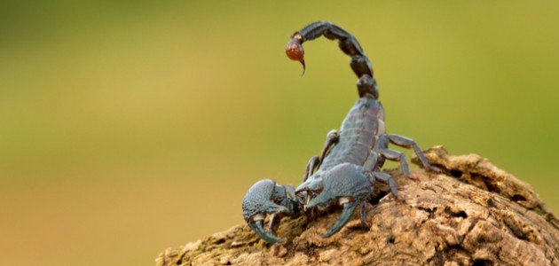 تفسير حلم لدغة العقرب