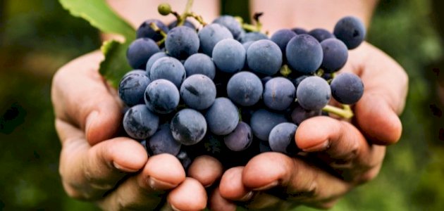 تفسير قطف العنب في المنام تفسير قطف العنب في المنام