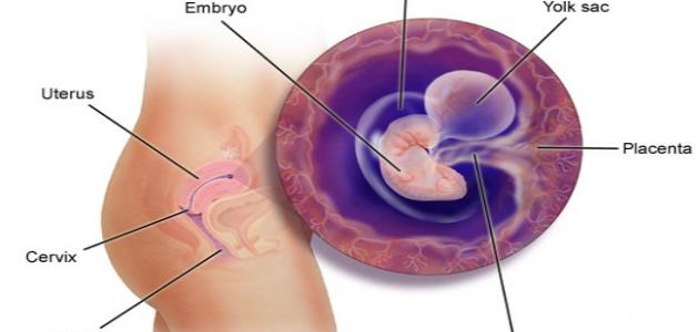 تكوين الجنين فى الشهر الأول تكوين الجنين فى الشهر الأول
