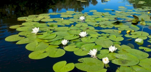 تكيف النباتات في البيئة المائية تكيف النباتات في البيئة المائية