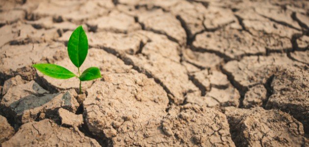 تكيف النباتات مع الجفاف تكيف النباتات مع الجفاف