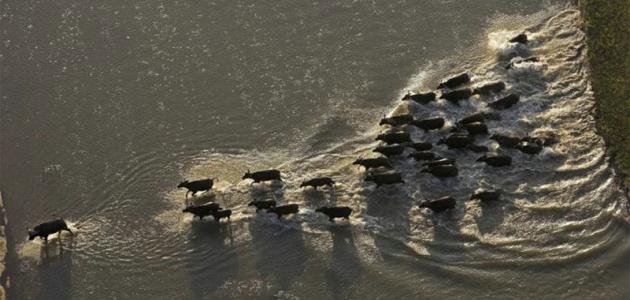 ثقافة القطيع ثقافة القطيع